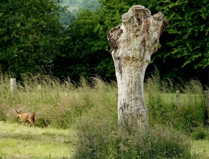 Un chevreuil dans les hautes herbes du champ d’en face, près d’un vieux tronc