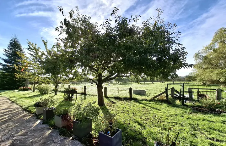 Un arbre sur la pelouse du jardin, le long de la clôture et des prés