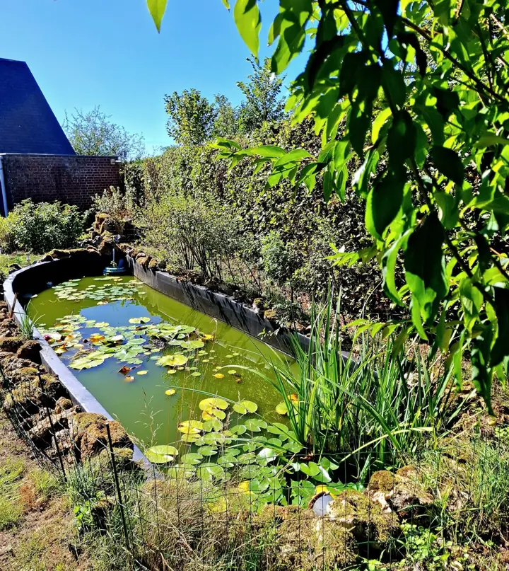 La mare du jardin, couverte de nénuphars, bordée d’une haie