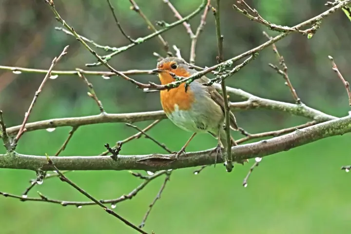 Un rouge-gorge sur une branche du jardin